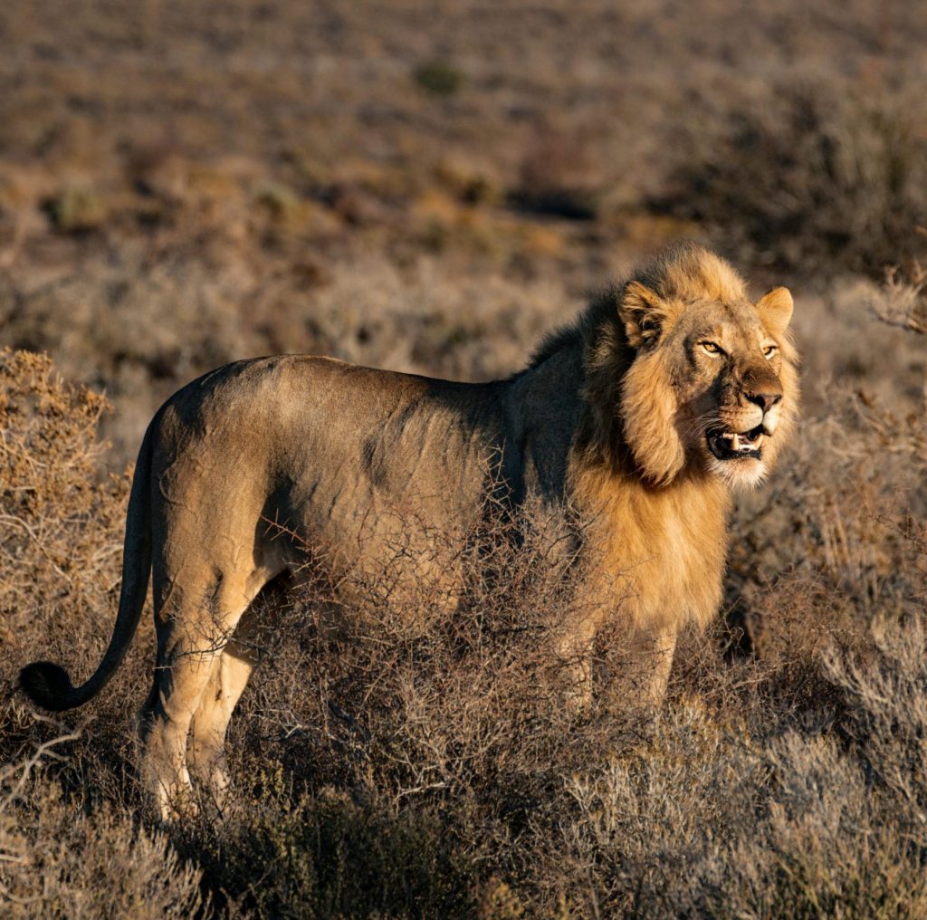 Photo by Elena Blessing on pexels